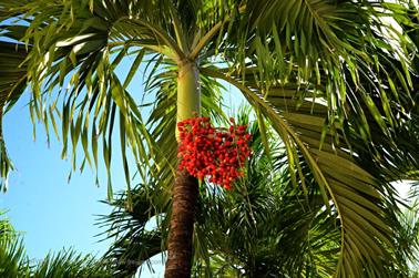 Dreams-Resort-und-Spa-Tulum, DSC_6821_b_H600Px